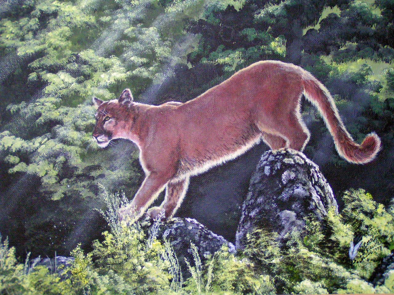 summercougar.jpg