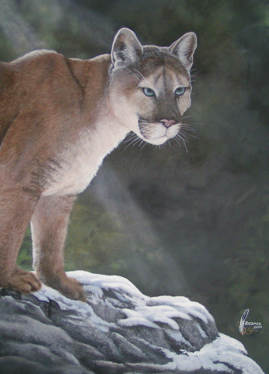 wintercougar.jpg